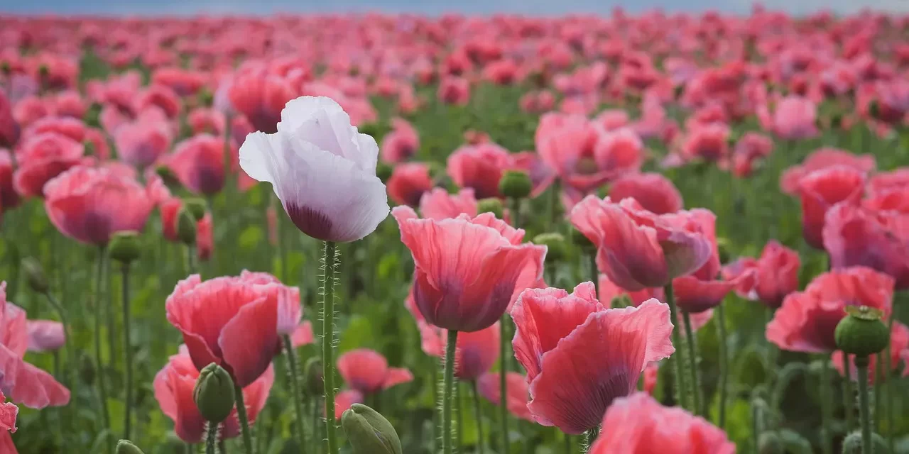 🙏 I Want to Always Have a Grateful Mind and True Mind | Master Woo Myung | Santa Clara Meditation