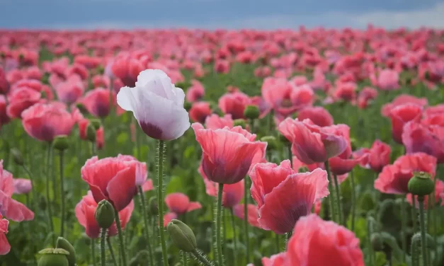 🙏 I Want to Always Have a Grateful Mind and True Mind | Master Woo Myung | Santa Clara Meditation