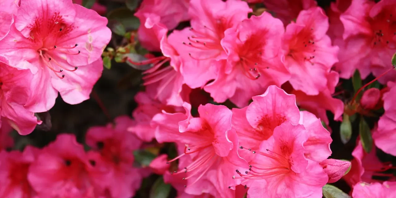 🦁 HOW TO BE COURAGEOUS AND BOLD TRUE COURAGE FROM THE TRUE MIND | Master Woo Myung | Santa Clara Meditation