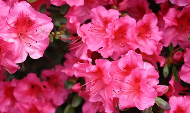 🦁 HOW TO BE COURAGEOUS AND BOLD TRUE COURAGE FROM THE TRUE MIND | Master Woo Myung | Santa Clara Meditation