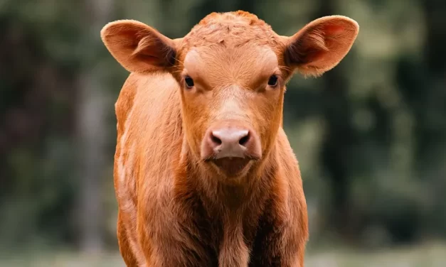 ⚖️ What is Righteousness: Universe Truth Oneness Perception Mind | Master Woo Myung | Santa Clara Meditation