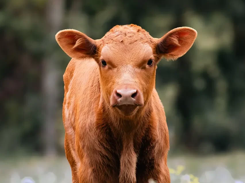 ⚖️ What is Righteousness: Universe Truth Oneness Perception Mind | Master Woo Myung | Santa Clara Meditation