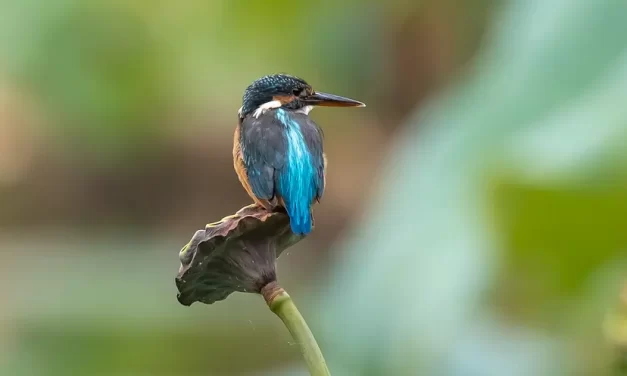 💡 The Perfect Solution for Living in This World with Truth | Master Woo Myung | Santa Clara Meditation