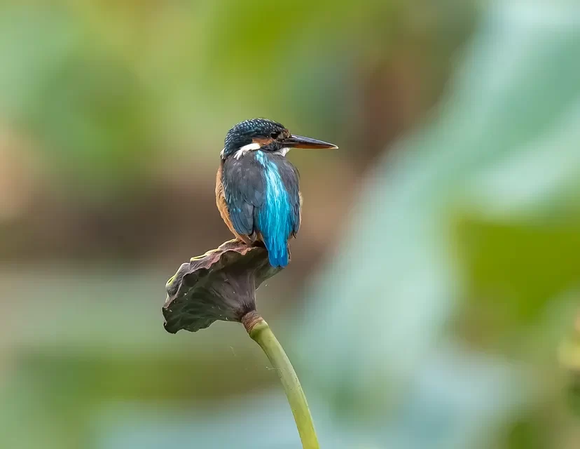 💡 The Perfect Solution for Living in This World with Truth | Master Woo Myung | Santa Clara Meditation