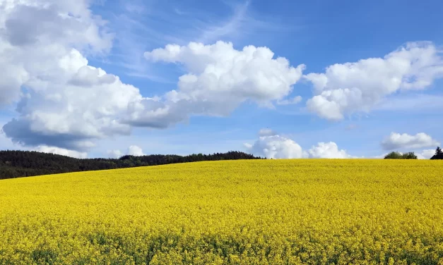 🌌 Memories: Life Sadness Illusion Truth | Master Woo Myung | Santa Clara Meditation