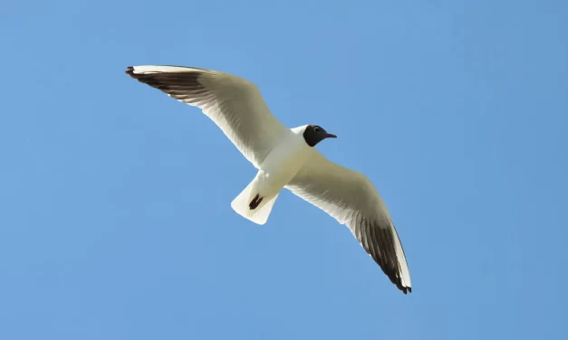 🌈 Christian Miracles Explained: Revelation Blessing True Self Truth Awakening | Master Woo Myung | Santa Clara Meditation