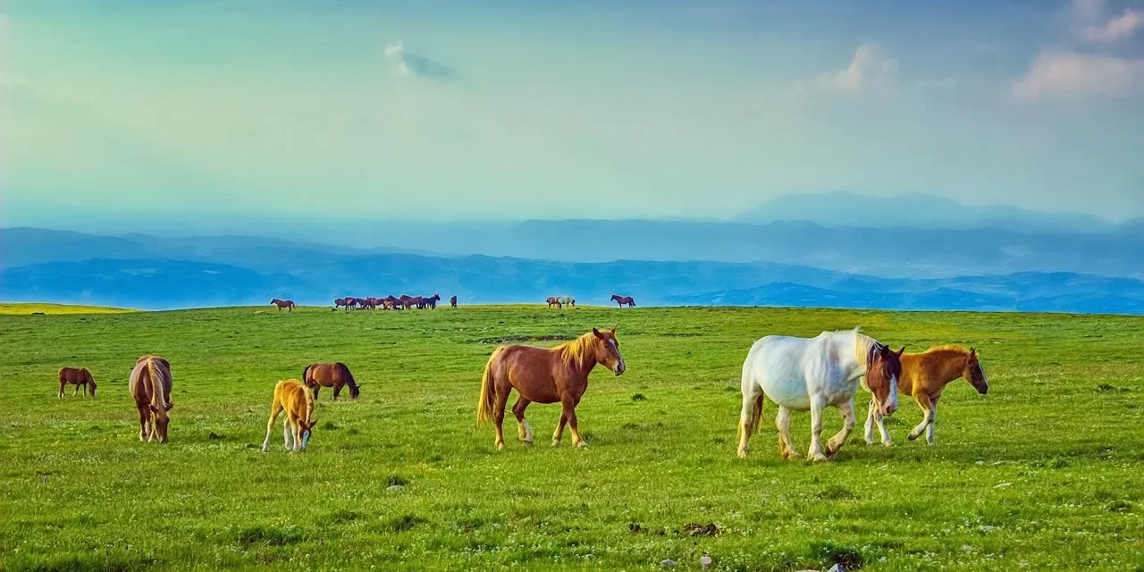 🌿 Let Only Truth Remain in the Mind: Removing False Mind and Living True Life | Master Woo Myung | Santa Clara Meditation