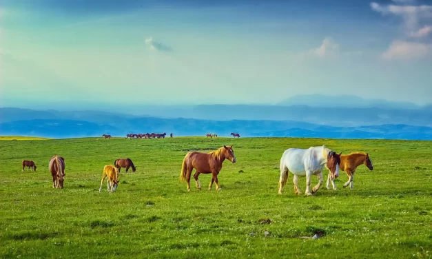 🌿 Let Only Truth Remain in the Mind: Removing False Mind and Living True Life | Master Woo Myung | Santa Clara Meditation