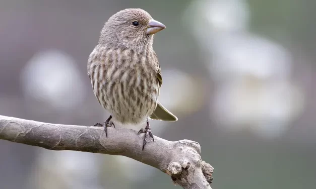 🔥 Penance: Selflessness Ego Letting Go Struggle Freedom Truth | Master Woo Myung | Santa Clara Meditation