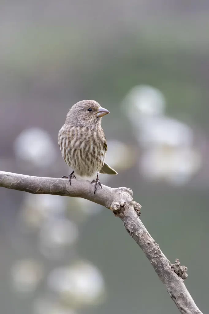 Master Woo Myung penance selflessness ego letting go struggle freedom