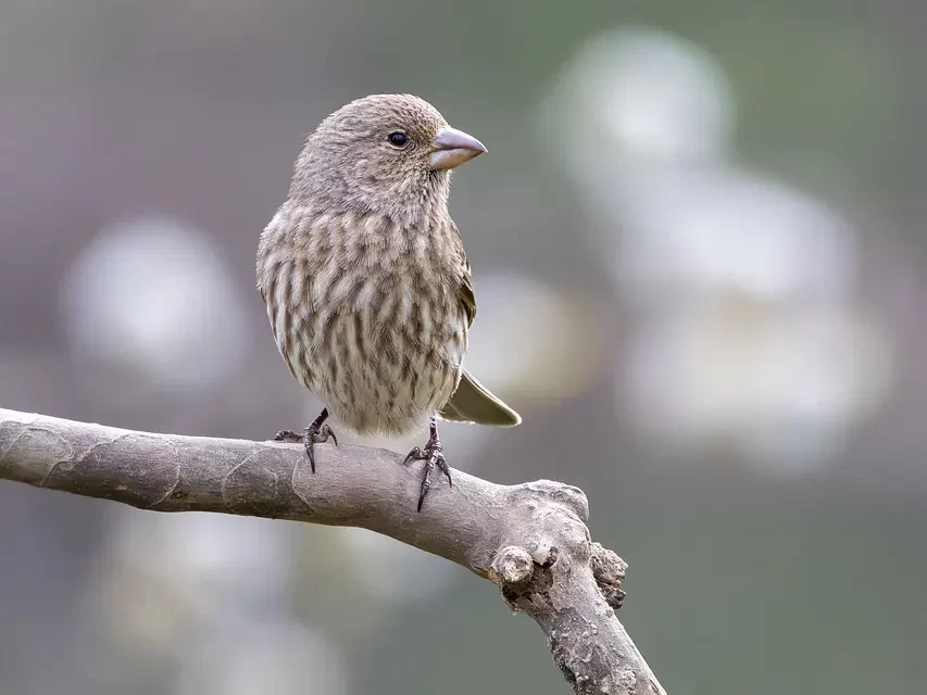🔥 Penance: Selflessness Ego Letting Go Struggle Freedom Truth | Master Woo Myung | Santa Clara Meditation