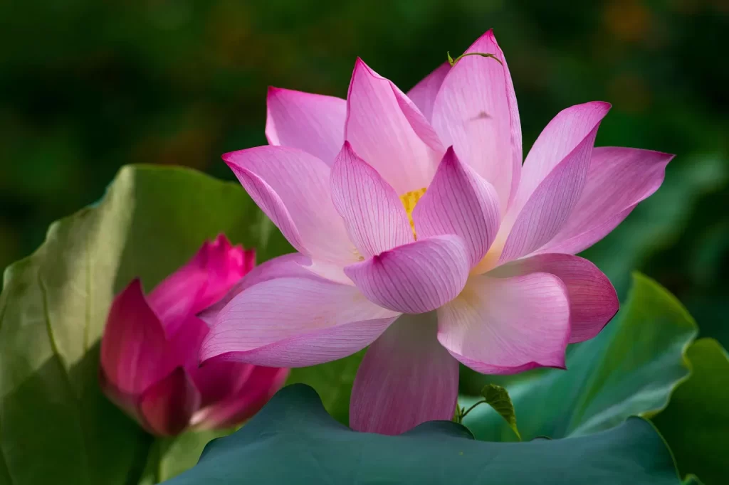 Master Woo Myung second coming christ 1996 messiah truth savior meditation teaching