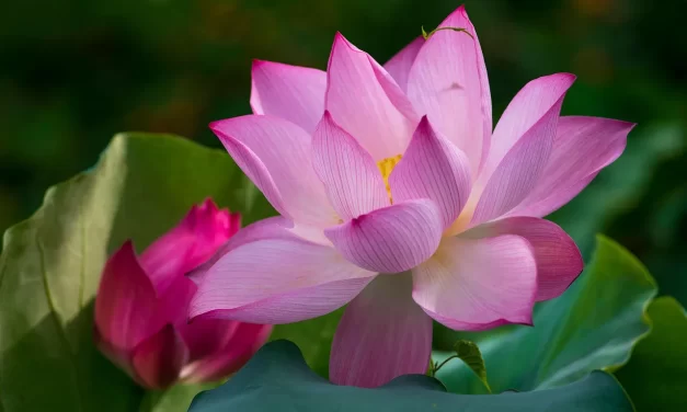 ⏳ Second Coming of Christ 1996: Messiah Return Truth Savior Meaning Explained | Master Woo Myung | Santa Clara Meditation