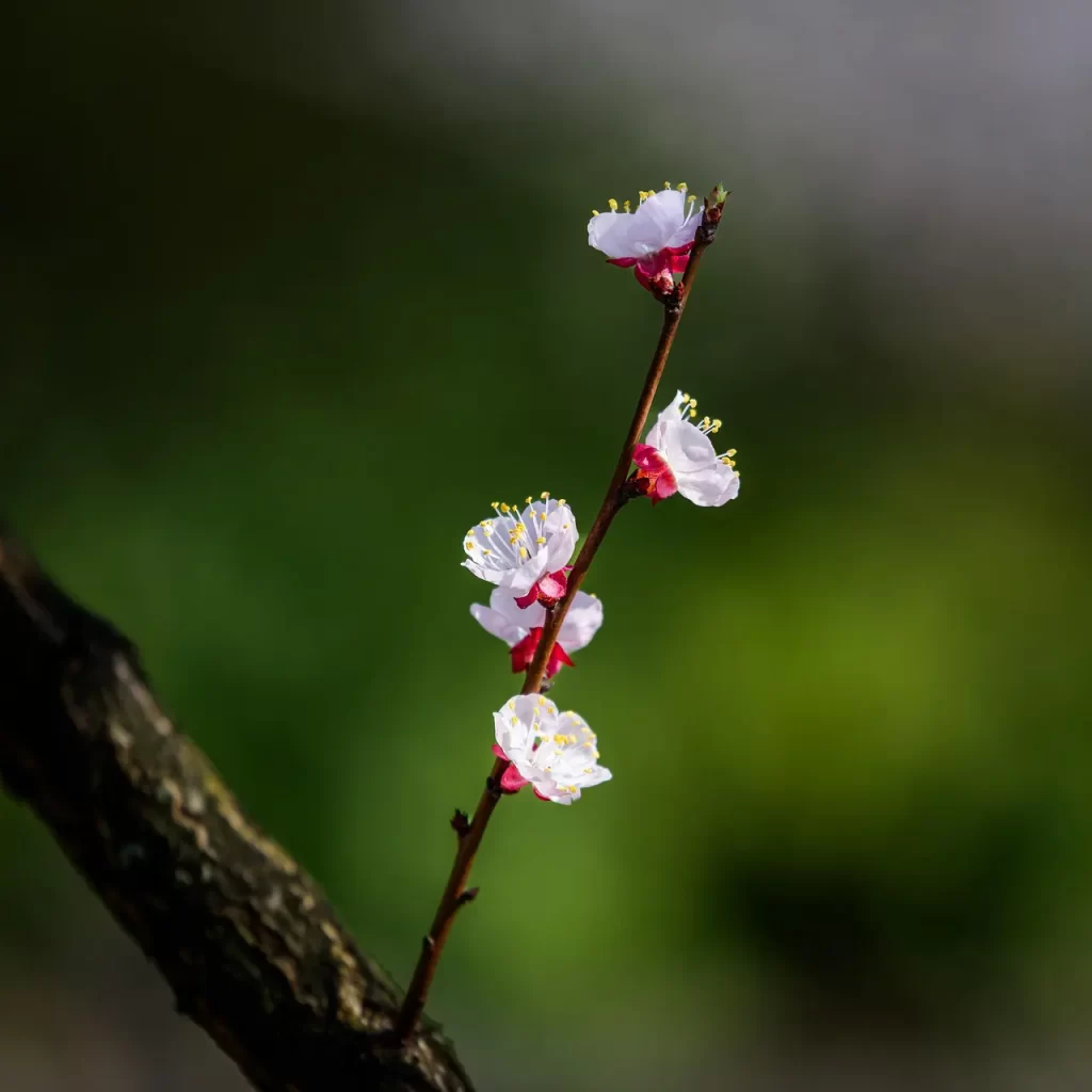 Master Woo Myung what is life truth meaning life without self meditation teaching