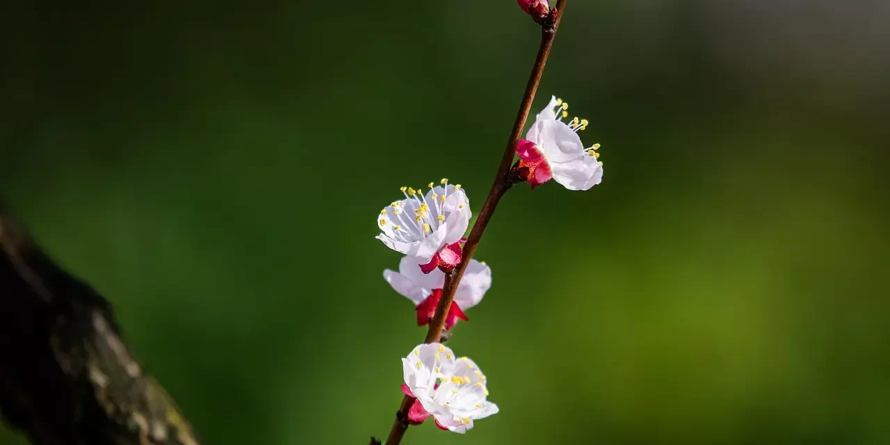 🌱 What Is Life? The Truth Beyond Self and Illusion | Master Woo Myung | Santa Clara Meditation