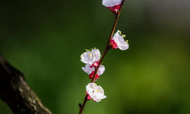 🌱 What Is Life? The Truth Beyond Self and Illusion | Master Woo Myung | Santa Clara Meditation
